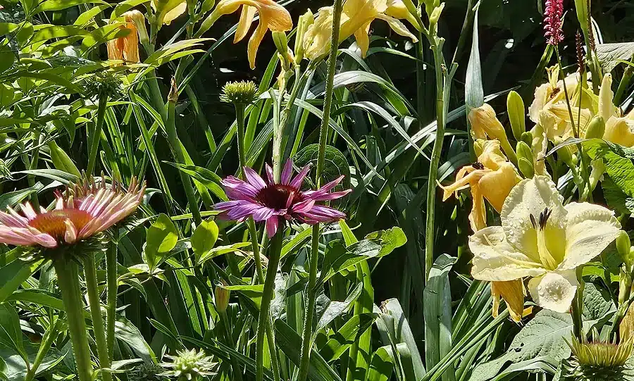 Paul & Tuin in werkgebied Beek en Donk