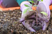 Erenstein boomverzorging in werkgebied Roden