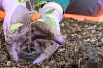 Plant Your Gardens in werkgebied ‘s-Gravenhage